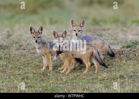 Giovane nero-backed sciacalli (Canis mesomelas) giocando a den, Masai-Mara Game Reserve, Kenya Foto Stock