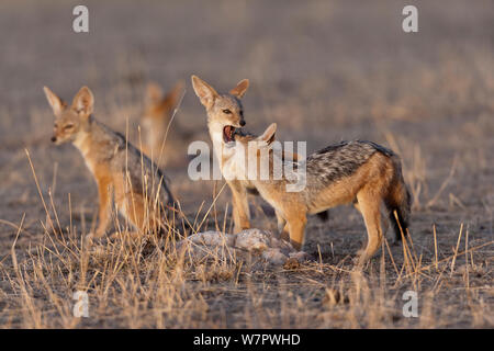 Giovane nero-backed sciacalli (Canis mesomelas) giocando a den, Masai-Mara Game Reserve, Kenya Foto Stock