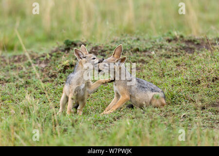 Giovane nero-backed sciacalli (Canis mesomelas) giocando a den, Masai-Mara Game Reserve, Kenya Foto Stock