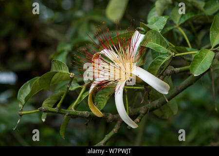 Il Malabar castagno (Pachira aquatica) fiore, Tortugueros National Park, Costa Rica Foto Stock