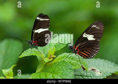 Sara Longwing farfalle Heliconius (SARA) con ante chiuse, Hacienda Baru, Costa Rica Foto Stock