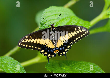 Nero a farfalla a coda di rondine (Papilio polyxenes) Hacienda Baru, Costa Rica Foto Stock