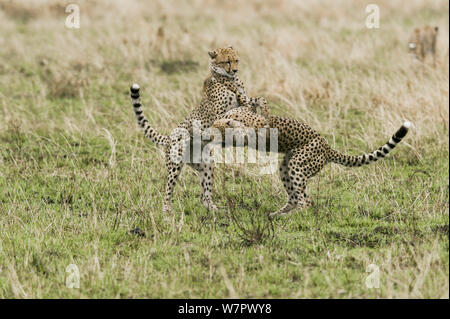 Ghepardo (Acinonyx jubatus) cuccioli di età compresa tra i 9 mesi, giocare a combattimenti, Masai-Mara Game Reserve, in Kenya. Le specie vulnerabili. Foto Stock