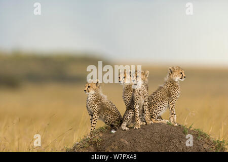 Ghepardo (Acinonyx jubatus) lupetti 4 mesi, Masai-Mara Game Reserve, in Kenya. Le specie vulnerabili. Foto Stock