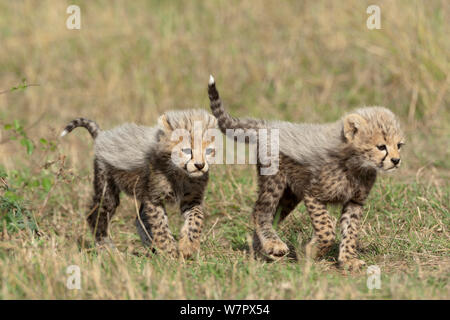 Ghepardo (Acinonyx jubatus) cubs 6/7 settimane, Masai-Mara Game Reserve, in Kenya. Le specie vulnerabili. Foto Stock