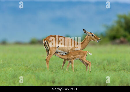 Impala (Aepyceros melampus) femmine e giovani allattamento Masai-Mara Game Reserve, Kenya Foto Stock