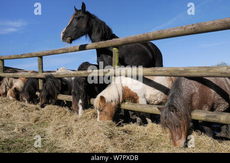 Fila di American cavalli in miniatura e un Welsh cob (Equus caballus) raggiungendo attraverso una recinzione di legno a mangiare del fieno, Wiltshire, Regno Unito, ottobre. Foto Stock