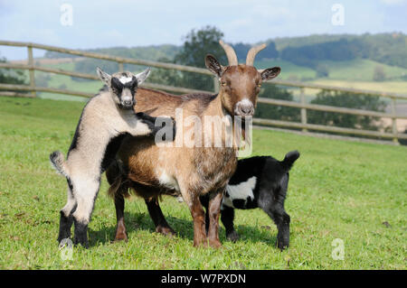 Bambino pigmeo (Capra hircus) stand con i suoi piedi anteriori sulla sua madre fianco come il suo gemello di suckles dall'altro lato, Wiltshire, Regno Unito, Settembre. Foto Stock