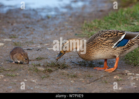 Marrone (Ratto Rattus norvegicus) foraggio accanto a Mallard duck (Anas platyrhynchos). Norfolk, Novembre. Foto Stock