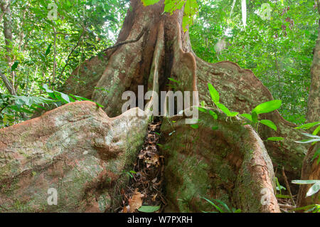 Contrafforte radici di alberi della foresta pluviale, affida Loango National Park, il Gabon. Fotografia scattata in posizione per la BBC 'Africa' serie, Gennaio 2011. Foto Stock