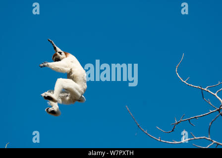 La Verreaux Sifaka (Propithecus verreauxi) salta tra gli alberi nella foresta spinosa, Ifotaka, Madagascar. Fotografia scattata durante le riprese di BBC 'Wild Madagascar serie", settembre 2009. Foto Stock