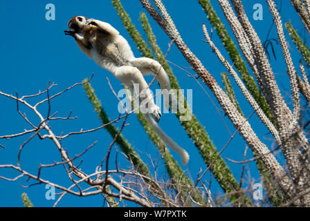 La Verreaux Sifaka (Propithecus verreauxi) salta tra gli alberi nella foresta Spinosa, con il Madagascar ocotillo (Alluadudia procera) Ifotaka, Madagascar. Fotografia scattata in posizione per la BBC 'Wild Madagascar serie", settembre 2009. Foto Stock