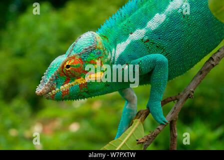 Panther Chameleon (Furcifer pardalis) ritratto, Nosy Be, Madagascar. Fotografia scattata in posizione per la BBC 'Wild Madagascar' Serie, Gennaio 2010 Foto Stock