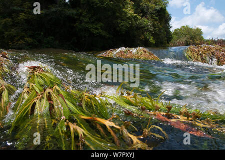 Apinagia (Podostemaceae) in flusso di acqua di fiume. Peti rapids, Gran Rio, Suriname, Settembre. Foto Stock