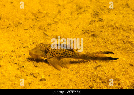 Pesce Gatto (Hypostomus paucimaculatus). Tutu creek nei pressi di Aurora, Suriname, Settembre. Foto Stock