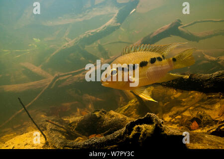 South American Cichlid (Krobia guianensis). Tutu creek nei pressi di Aurora, Suriname, Settembre. Foto Stock