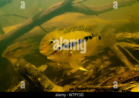 South American Cichlid (Krobia guianensis). Tutu creek nei pressi di Aurora, Suriname, Settembre. Foto Stock