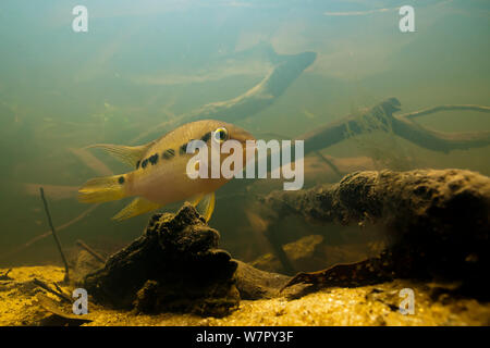 South American Cichlid (Krobia guianensis) Tutu creek nei pressi di Aurora, Suriname, Settembre. Foto Stock