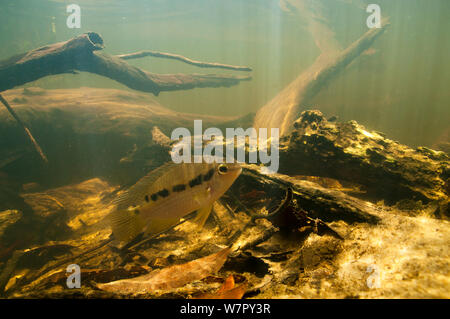 South American Cichlid (Krobia guianensis). Tutu creek nei pressi di Aurora, Suriname, Settembre. Foto Stock