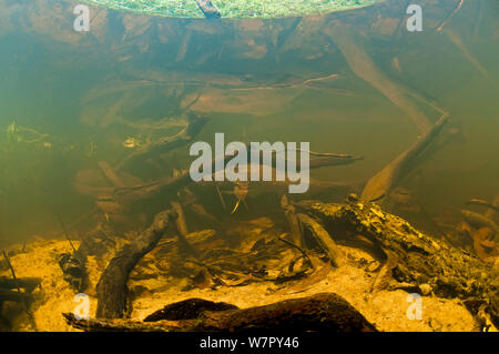 South American Cichlid (Krobia guianensis). Tutu creek nei pressi di Aurora, Suriname, Settembre. Foto Stock