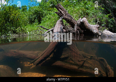 Ceppo di albero in tutù creek nei pressi di Aurora, Suriname, Settembre. Foto Stock