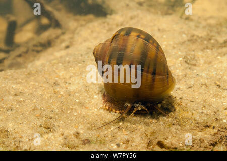 Acqua lumaca (Pomacea glauca) in tutù creek nei pressi di Aurora, Suriname Foto Stock