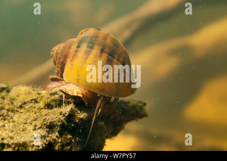 Acqua lumaca (Pomacea glauca) in tutù creek nei pressi di Aurora, fiume Suriname Foto Stock