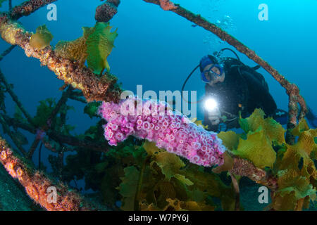 Sommozzatore guardando il gioiello di anemoni (Corynactis australis) sul relitto di HMNZS Canterbury con una torcia, Baia delle Isole, Nuova Zelanda, Gennaio 2013. Modello rilasciato. Foto Stock