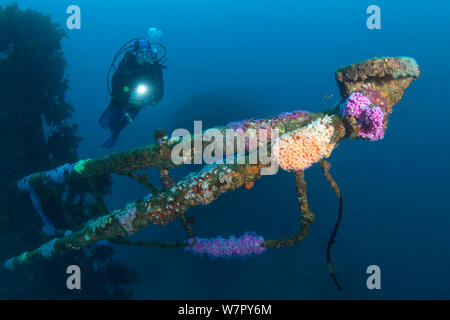 Diver gioiello di avvicinamento di anemoni (Corynactis haddoni) sul relitto di HMNZS Canterbury, Baia delle Isole, Nuova Zelanda, febbraio 2013. Modello rilasciato. Foto Stock