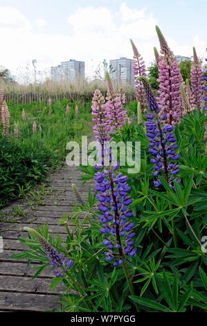 Perenni selvatiche Lupin (Lupinus perennis) con blocchi a torre in background, Gillespie Parco Natura locale riserva l'ecologia urbana park di Highbury, London Borough di Islington, England, Regno Unito Foto Stock