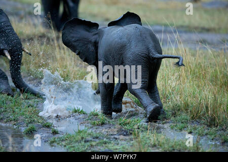 Elefante africano (Loxodonta africana) youngster giocando in acqua. Il Masai Mara, Kenya, Africa, Agosto. Foto Stock