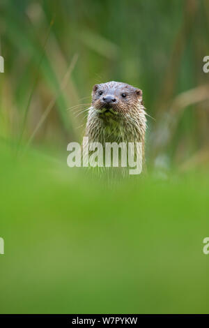 Lontra europea (Lutra lutra) verticale. Condizioni controllate. Regno Unito, ottobre. Foto Stock