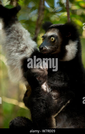 (Indri Indri Indri Indri) femmina con 2 mesi di bambino. Madagascar. Foto Stock