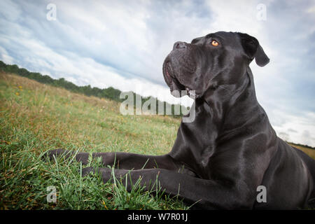 Il cane corso cane risiede nel prato e guarda con orgoglio a distanza Foto Stock