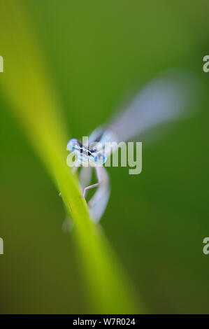 Maschio bianco zampe (damselfly Platycnemis pennipes), Vallée de la Seille (Seille Valley), Lorena, Francia, Agosto. Foto Stock
