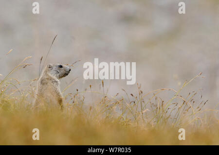 Alpine giovane marmotta (Marmota marmota) avviso, il Parco Nazionale del Mercantour, Alpes-Maritimes, Francia, Agosto. Foto Stock