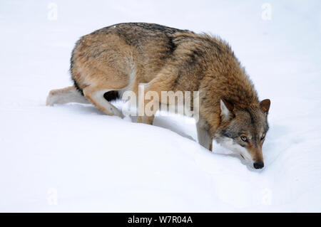 Lupo (Canis lupus) sulla neve. Omega, Germania, Bavarian National Park, febbraio. Captive Foto Stock