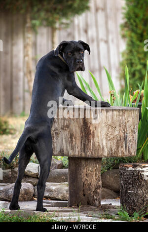 La canna da zucchero nero-corso cane sorge vicino alla tabella di log nel cortile e ci guardano Foto Stock