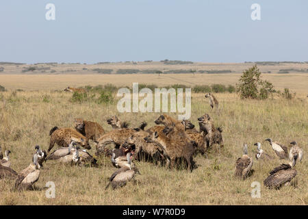 Spotted hyena (Crocuta crocuta) alimentazione su una preda circondato da White-backed grifone (Gyps africanus) Masai-Mara Game Reserve, Kenya Foto Stock