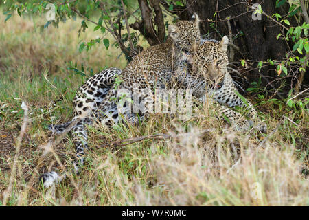 Leopard (Panthera pardus) femmina e cub di età compresa tra i 5 mesi di riproduzione e di mordere il suo orecchio madri. Masai-Mara Game Reserve, Kenya Foto Stock