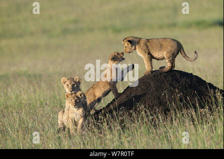 Lion (Panthera leo) cubs giocando su termite mound, Masai-Mara, Kenya. Le specie vulnerabili. Foto Stock