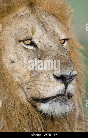 Lion (Panthera leo) maschio volto coperto dalle mosche, ritratto, Masai-Mara Game Reserve, in Kenya. Le specie vulnerabili. Foto Stock