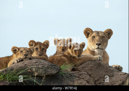 Leonessa (Panthera leo) e i suoi cuccioli in appoggio sulle rocce, Masai-Mara Game Reserve, Kenya Foto Stock