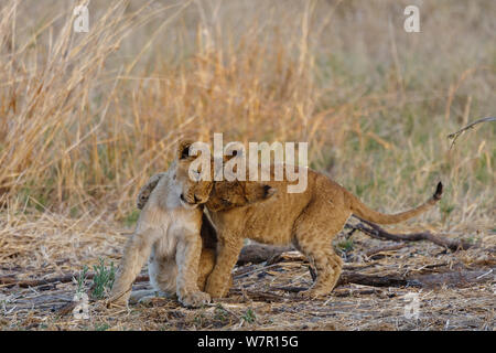 Lion (Panthera leo) cubs giocando, Moremi Game Reserve, Botswana Foto Stock