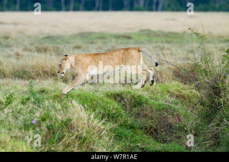 Leonessa (Panthera leo) jumping, Masai-Mara Game Reserve, in Kenya. Sequenza A. 3 di 5 Foto Stock