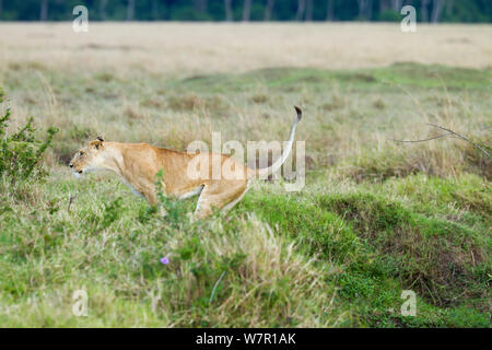 Leonessa (Panthera leo) jumping, Masai-Mara Game Reserve, in Kenya. Sequenza A. 5 di 5 Foto Stock