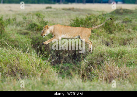 Leonessa (Panthera leo) jumping, Masai-Mara Game Reserve, in Kenya. Sequenza B. 3 di 6 Foto Stock