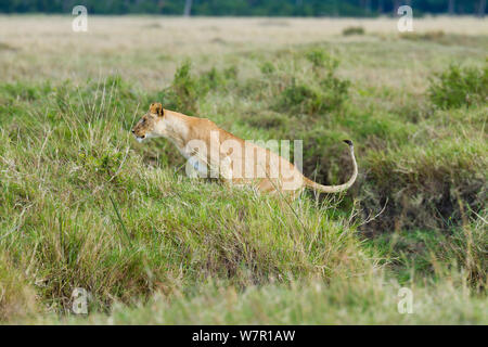 Leonessa (Panthera leo) jumping, Masai-Mara Game Reserve, in Kenya. Sequenza B. 6 di 6 Foto Stock