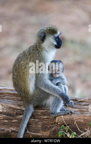 Vervet monkey (Chlorocebus aethiops) femmina e il suo bambino, Samburu Game Reserve, Kenya Foto Stock