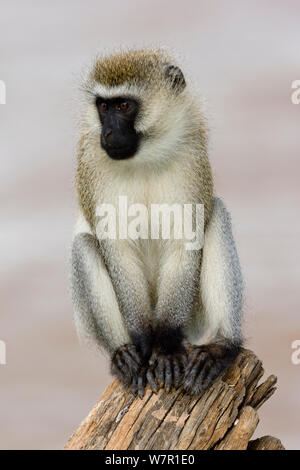 Vervet monkey (Chlorocebus aethiops) maschio, Samburu Game Reserve, Kenya Foto Stock